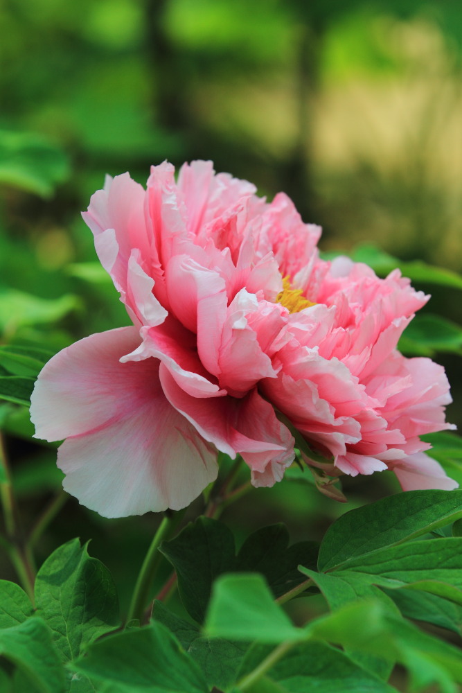 菏泽看牡丹
