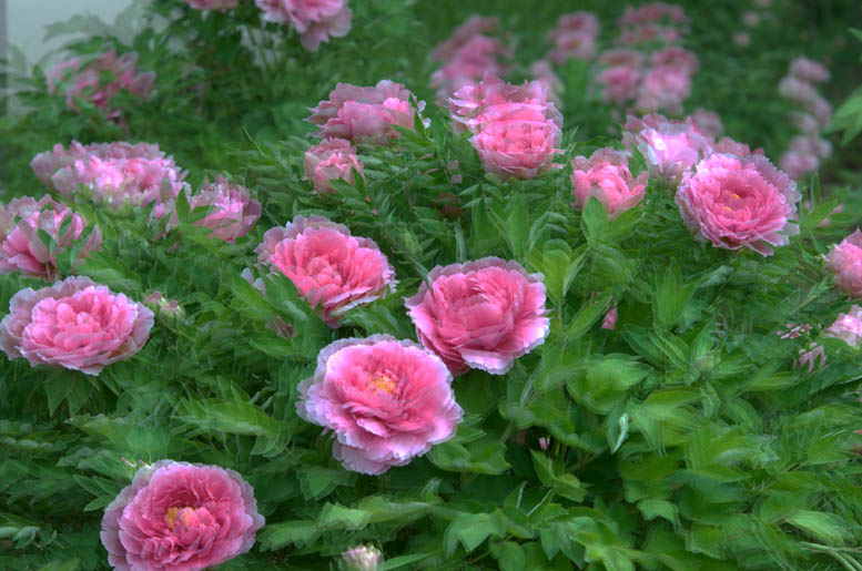 四季有花（超长版）