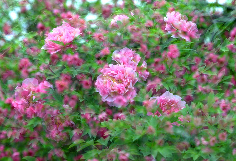 四季有花（超长版）