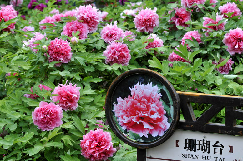 四季有花（超长版）