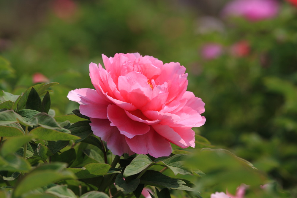 菏泽看牡丹