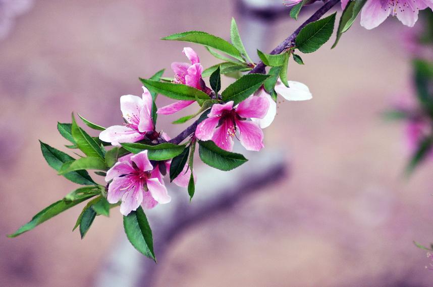 桃花