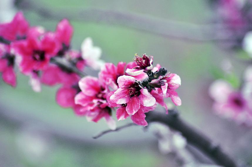 桃花