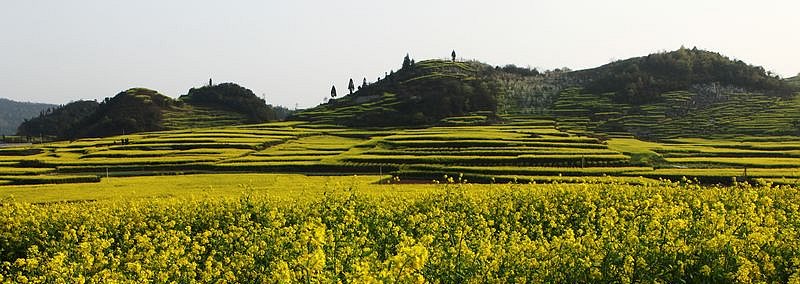 贵州安顺油菜花