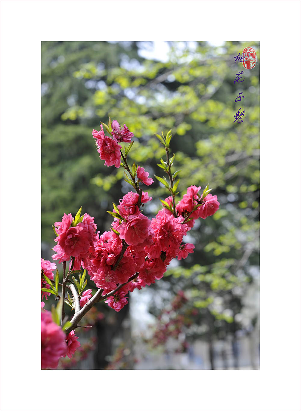 梅兰竹菊花卉帖