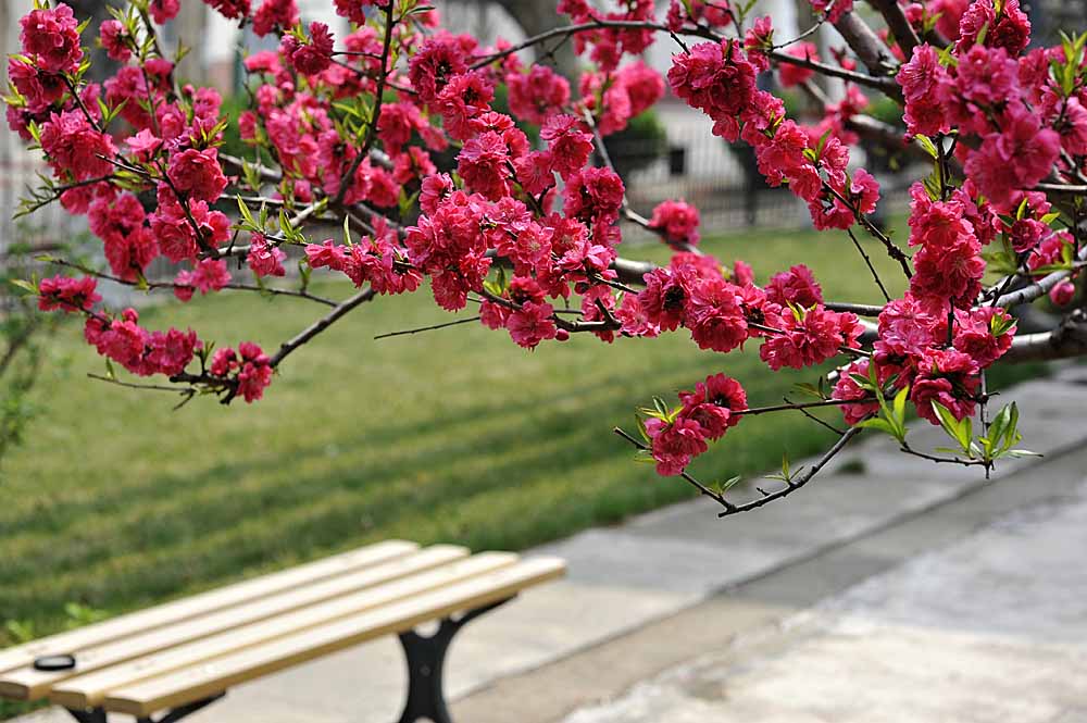 梅兰竹菊花卉帖