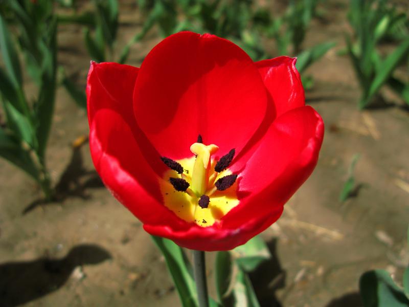 公园里的花开了