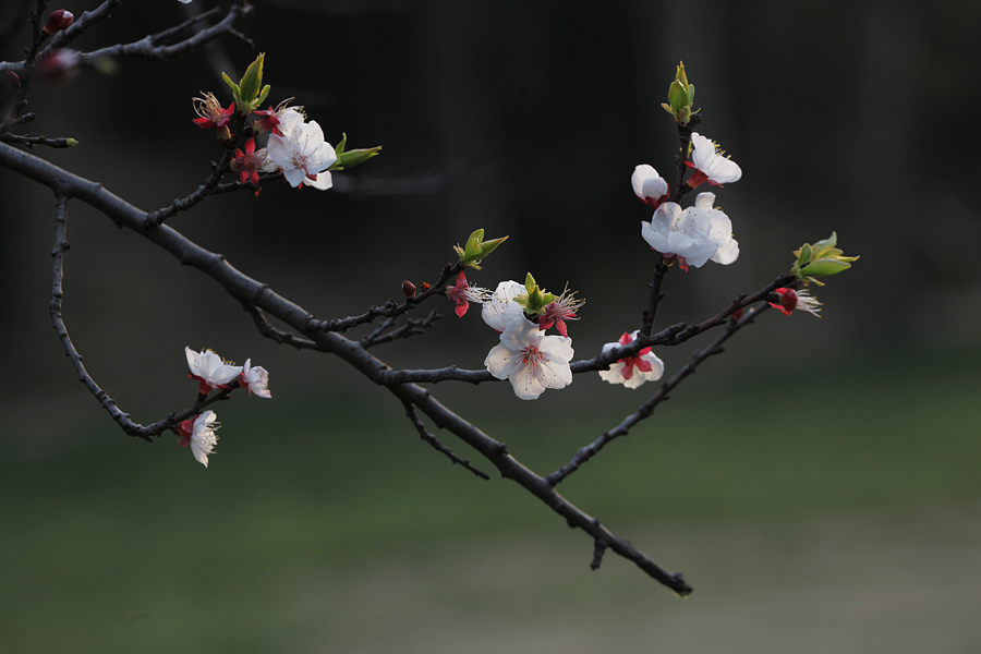 那时花开（不断添加中）