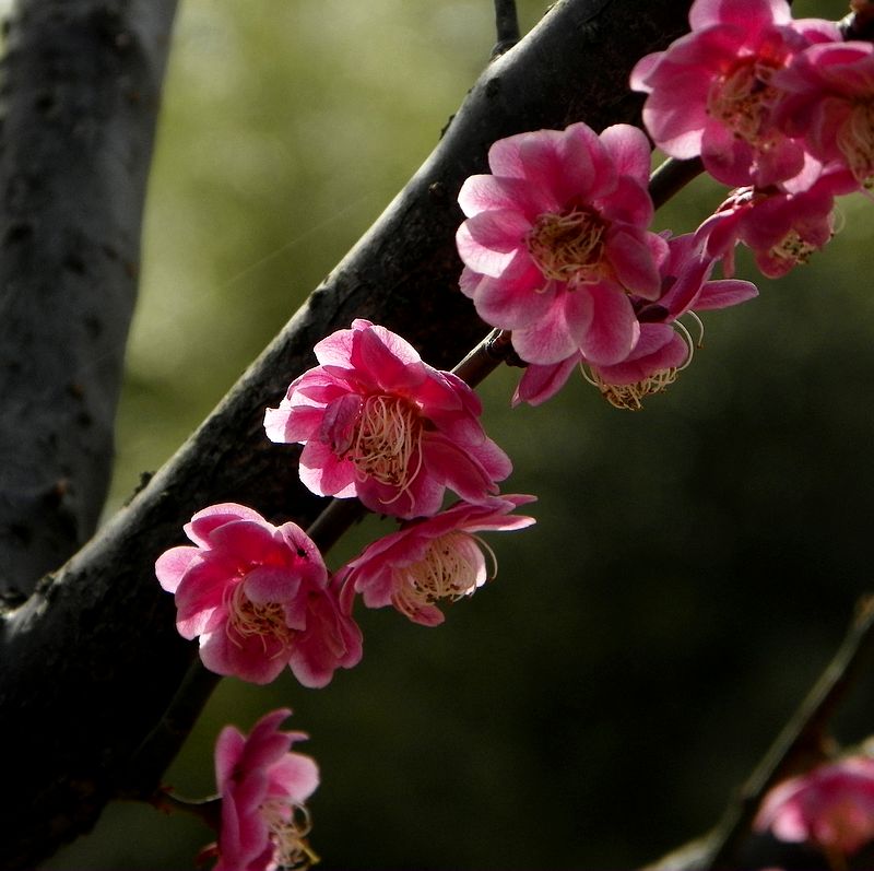 梅花
