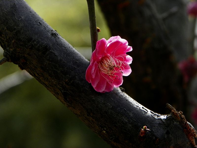 梅花