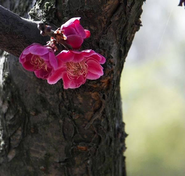 梅花