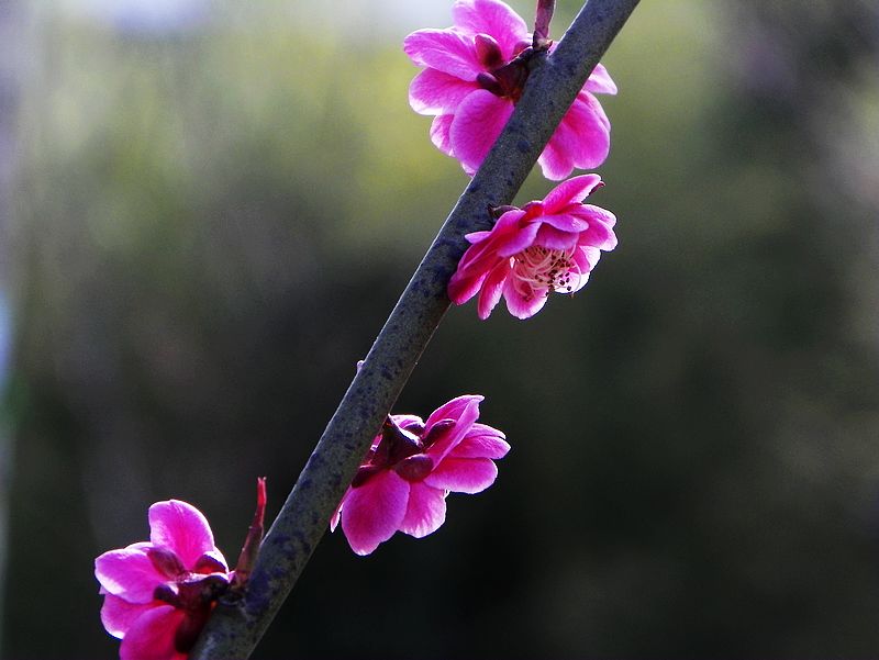 梅花