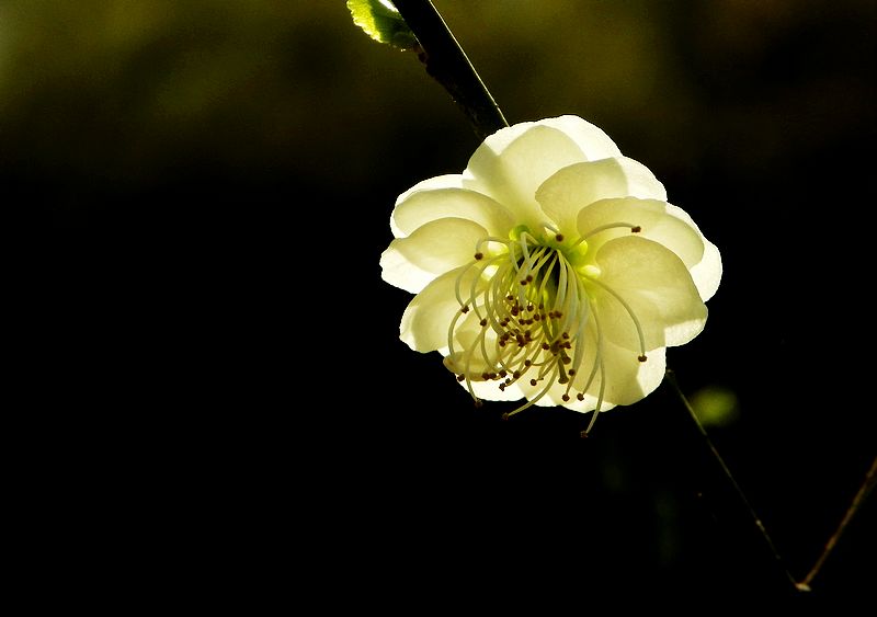 梅花