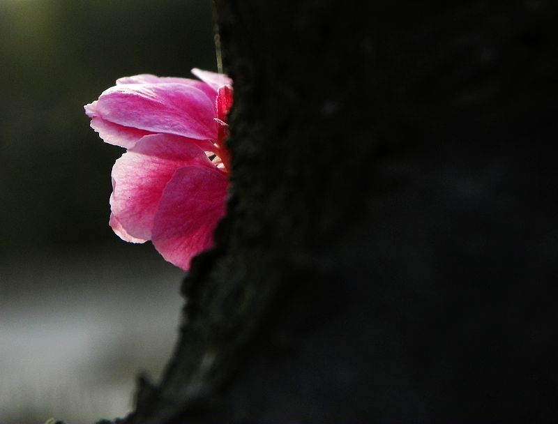 梅花