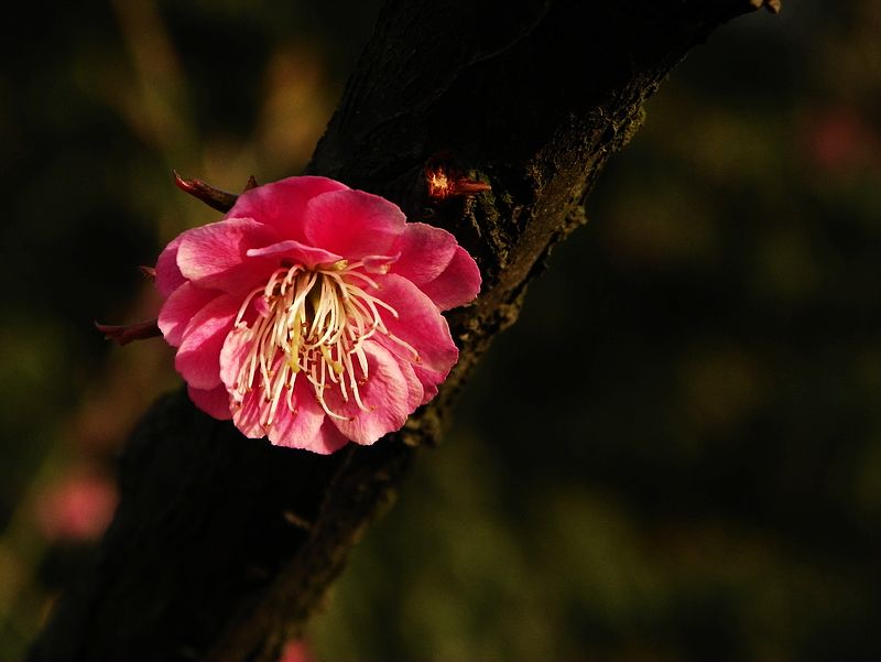 梅花