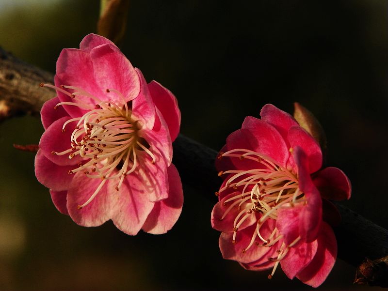 梅花