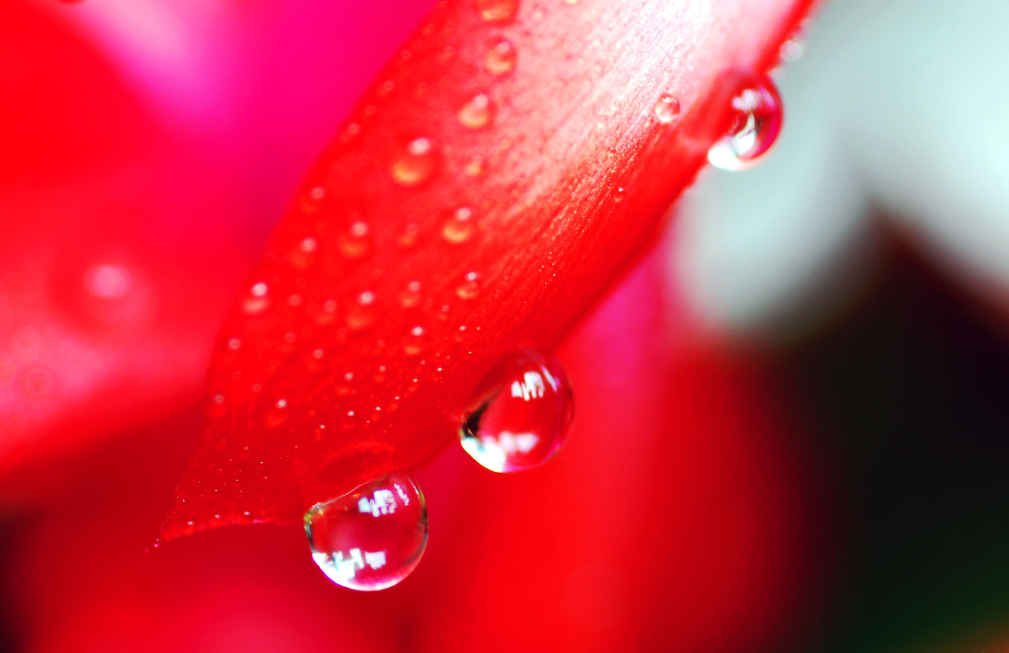 一组小花