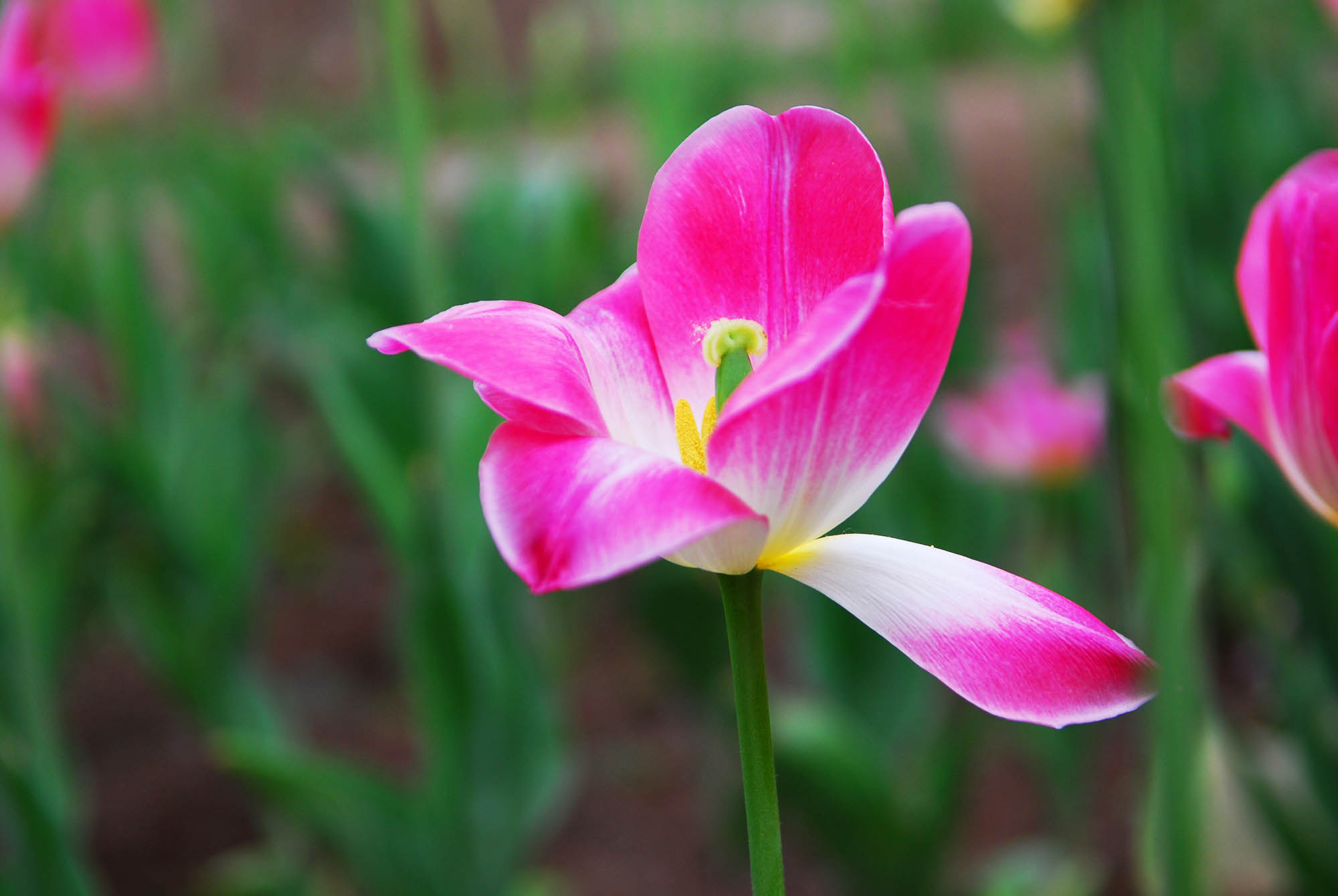 一组小花