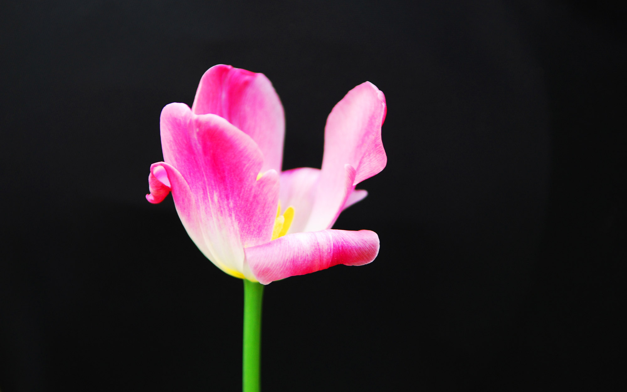 一组小花