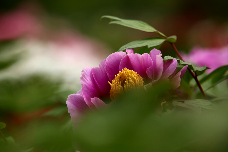 [原创]  花开时节虫鸟鸣