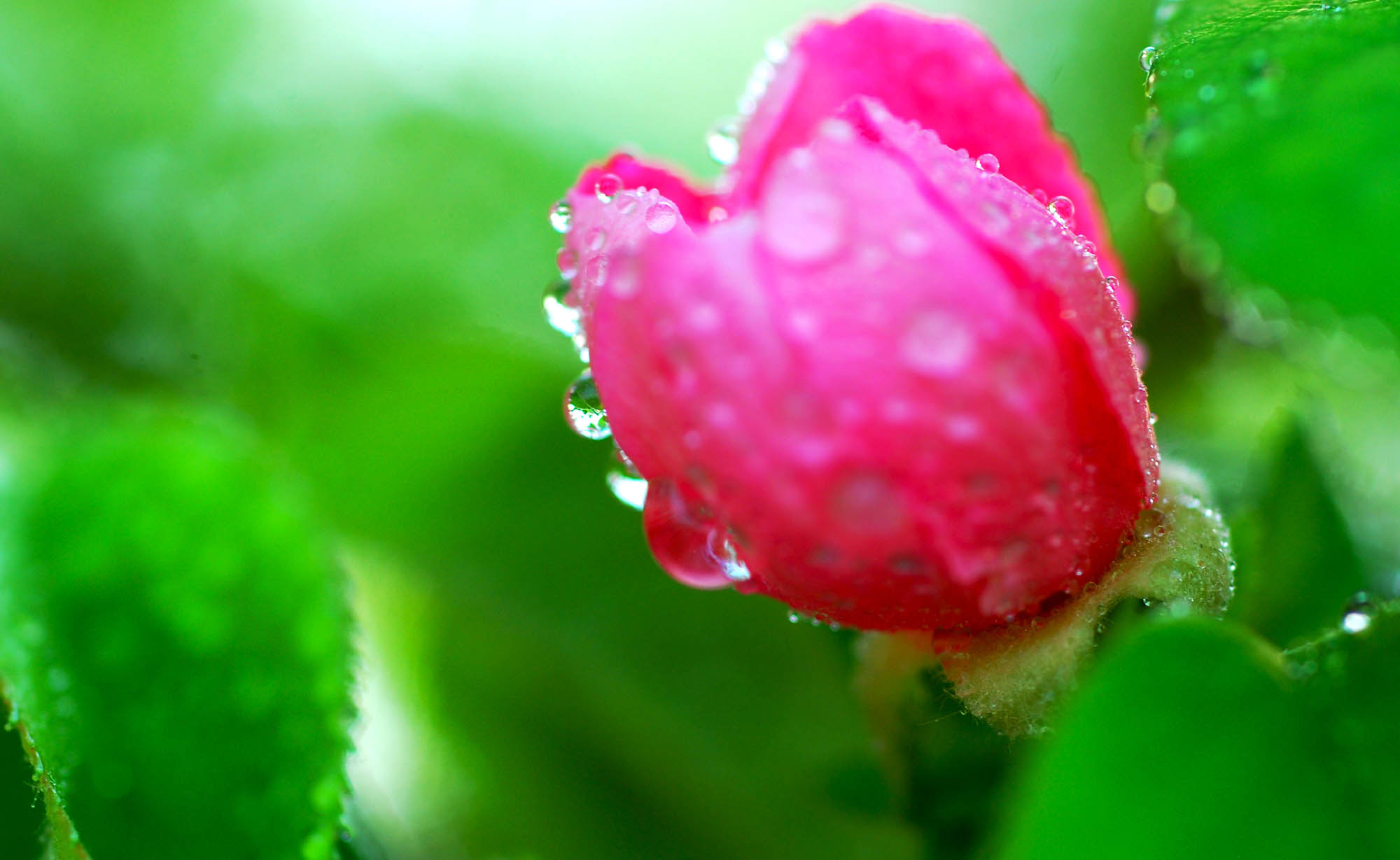 一组小花