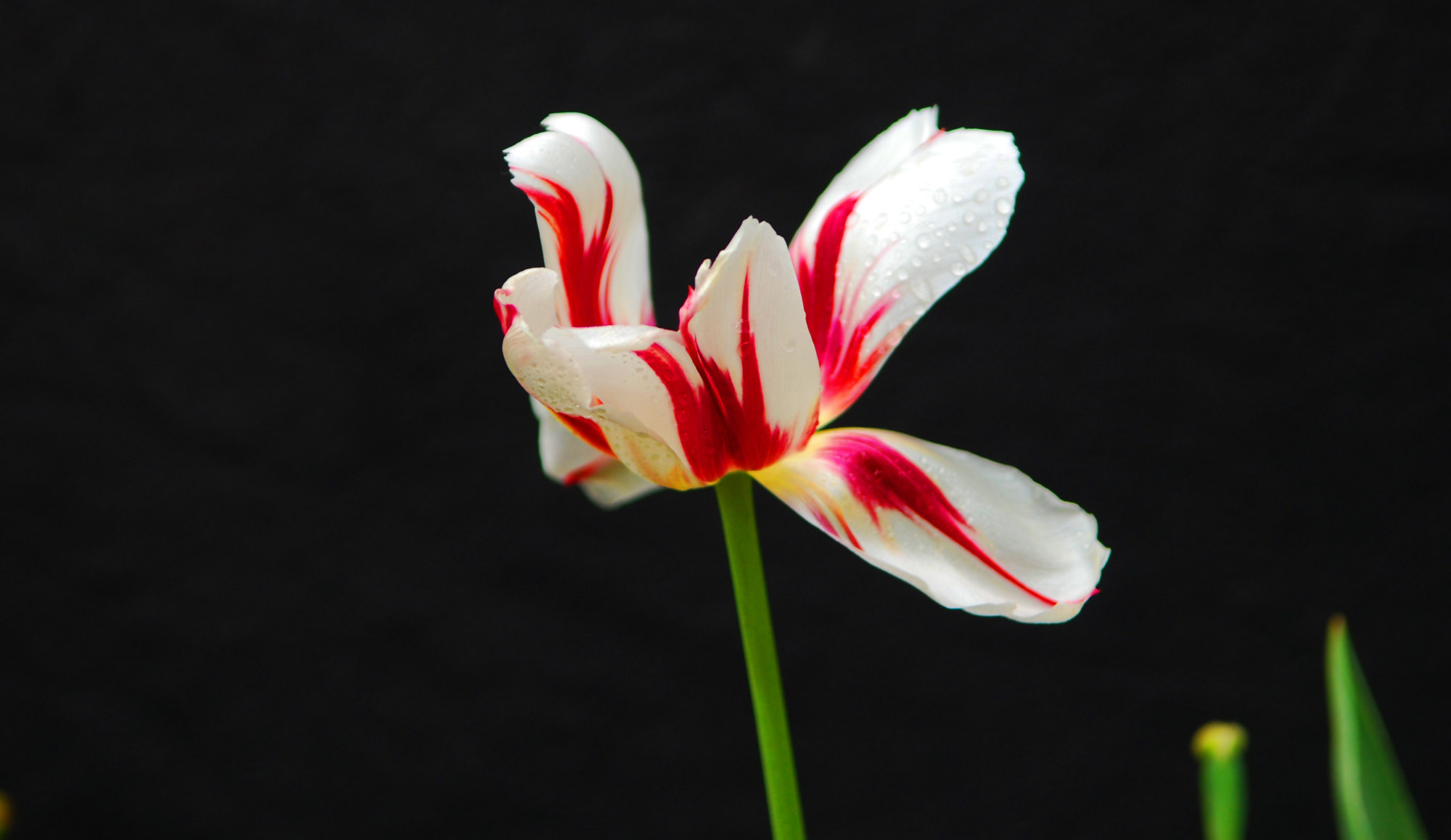 一组小花