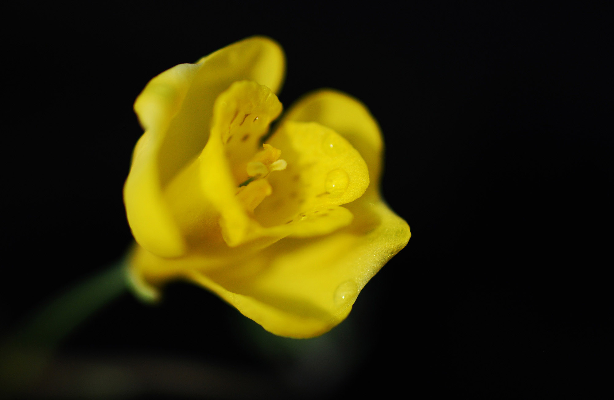一组小花