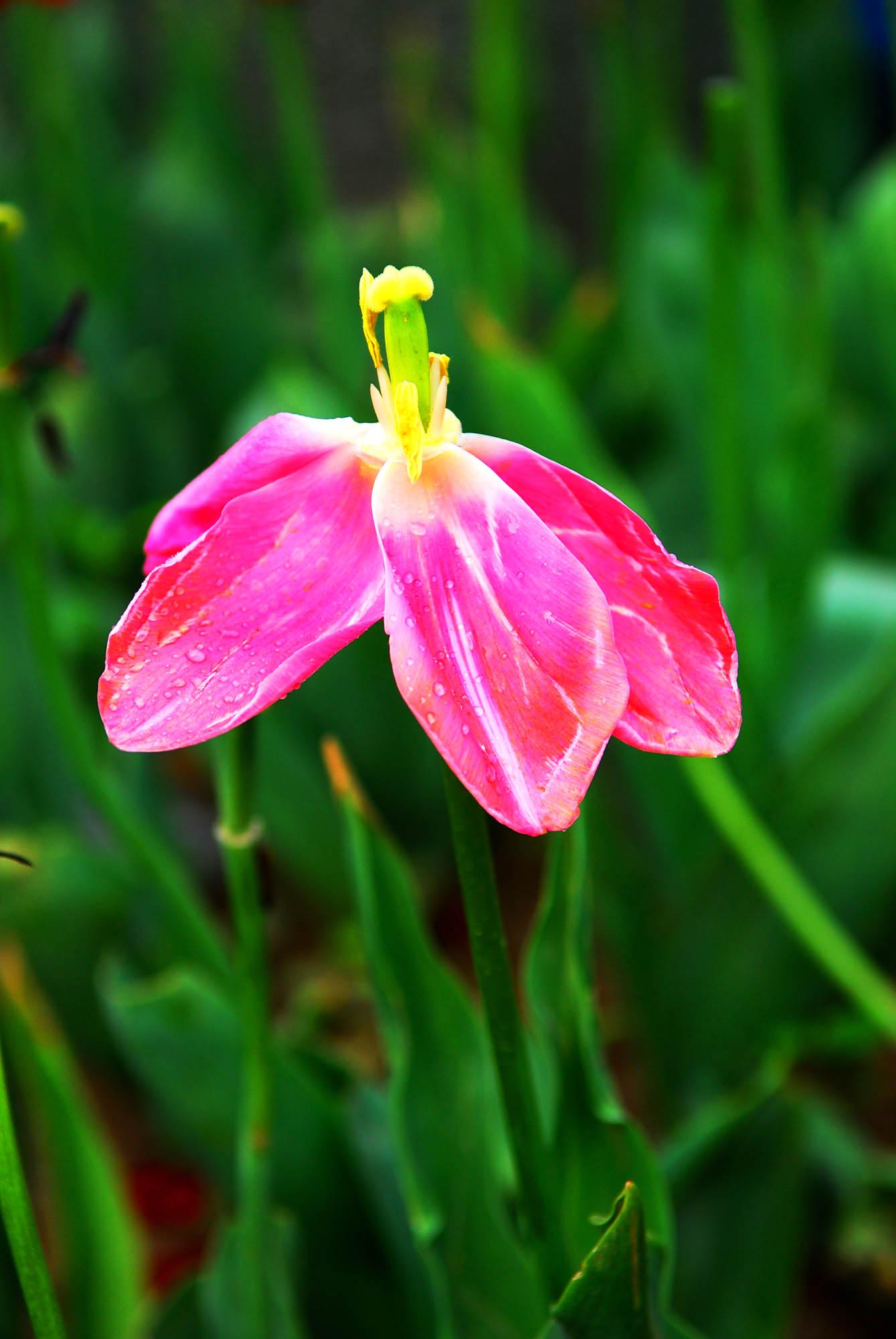 一组小花