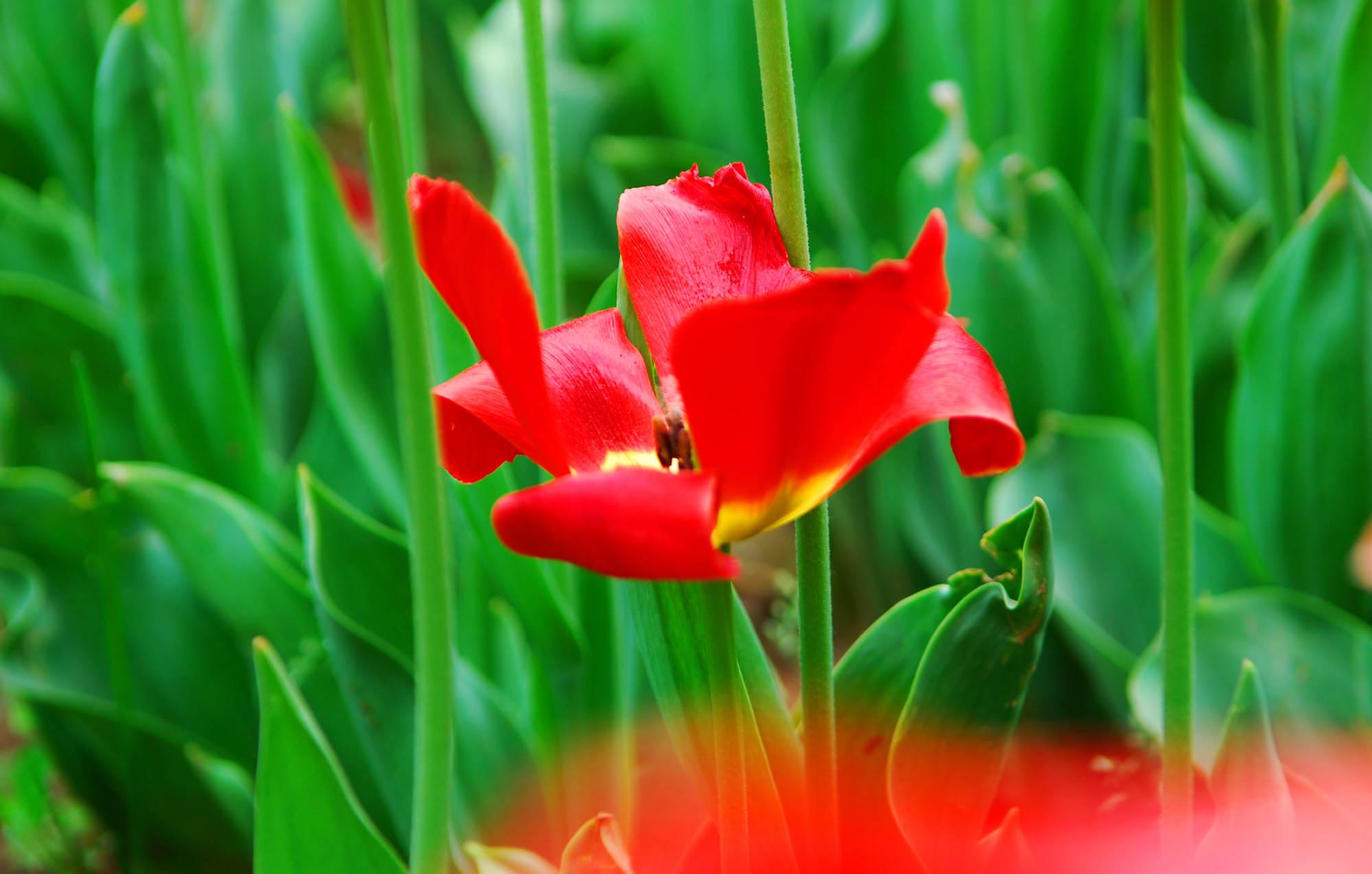 一组小花