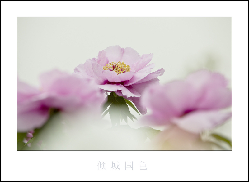 [原创]  花开时节虫鸟鸣