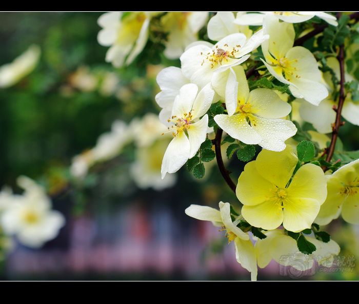 [原创]偷闲沾花惹草片