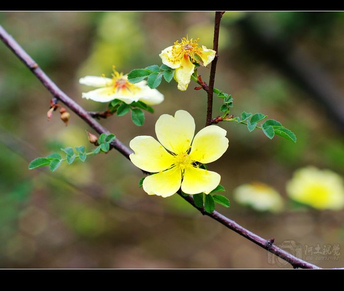 [原创]偷闲沾花惹草片
