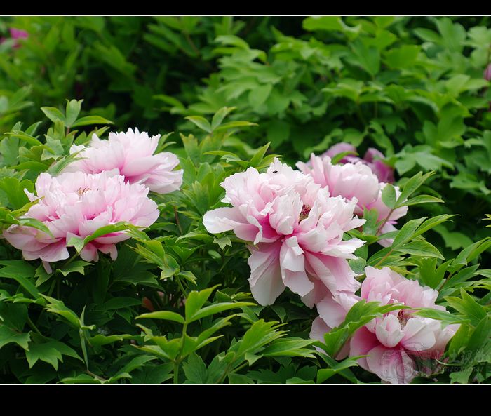 [原创]偷闲沾花惹草片