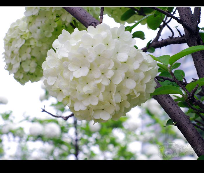 [原创]偷闲沾花惹草片