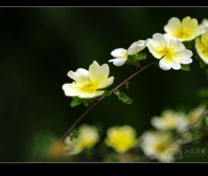 [原创]偷闲沾花惹草片