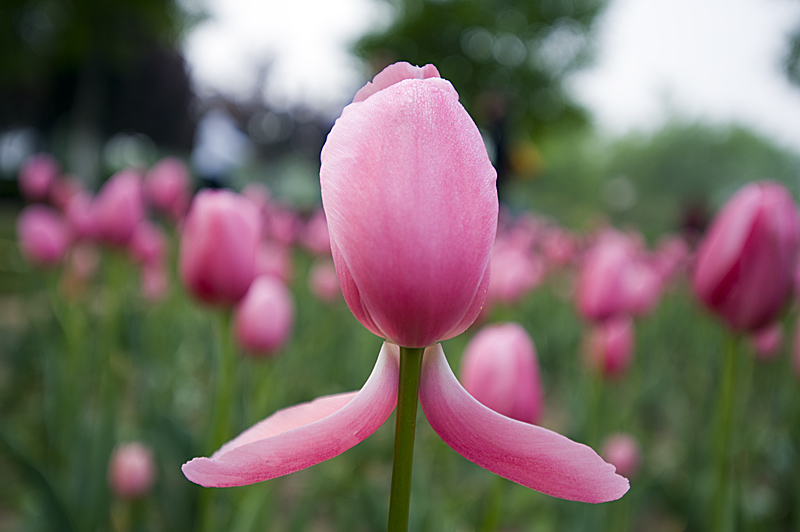 梅兰竹菊花卉帖