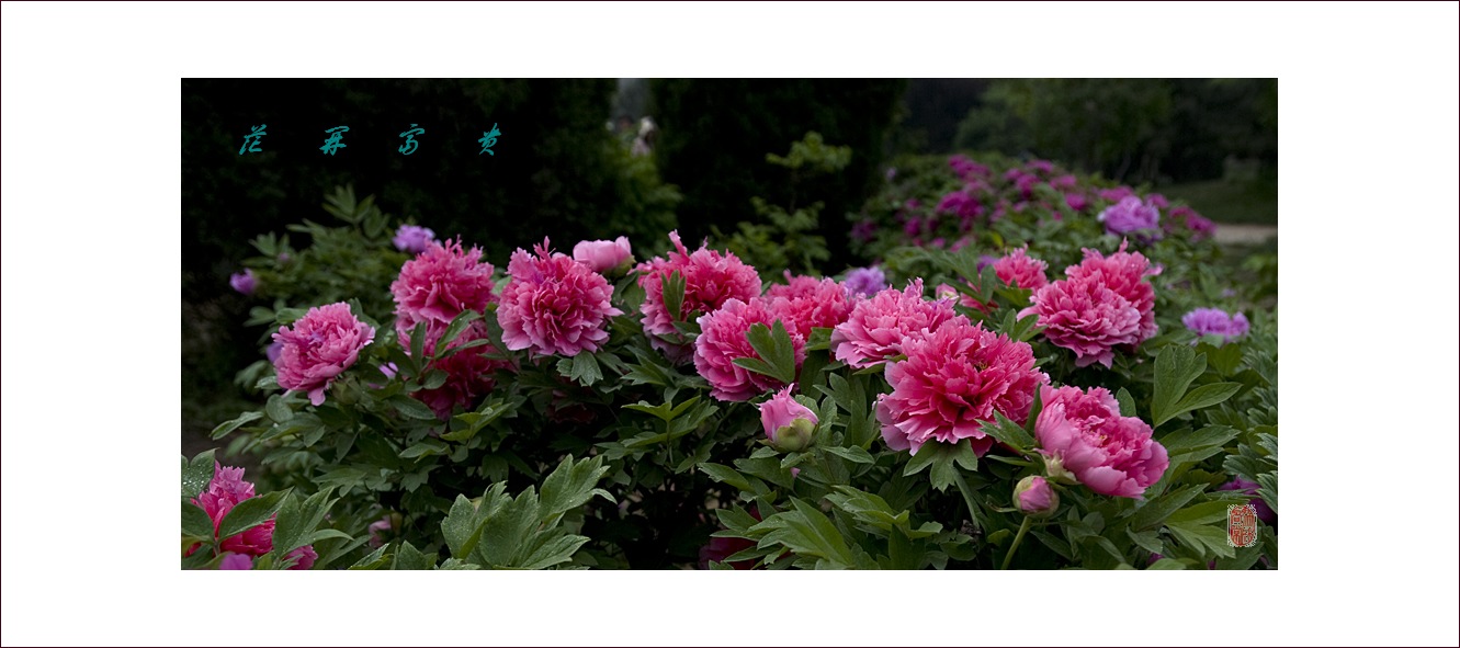 梅兰竹菊花卉帖