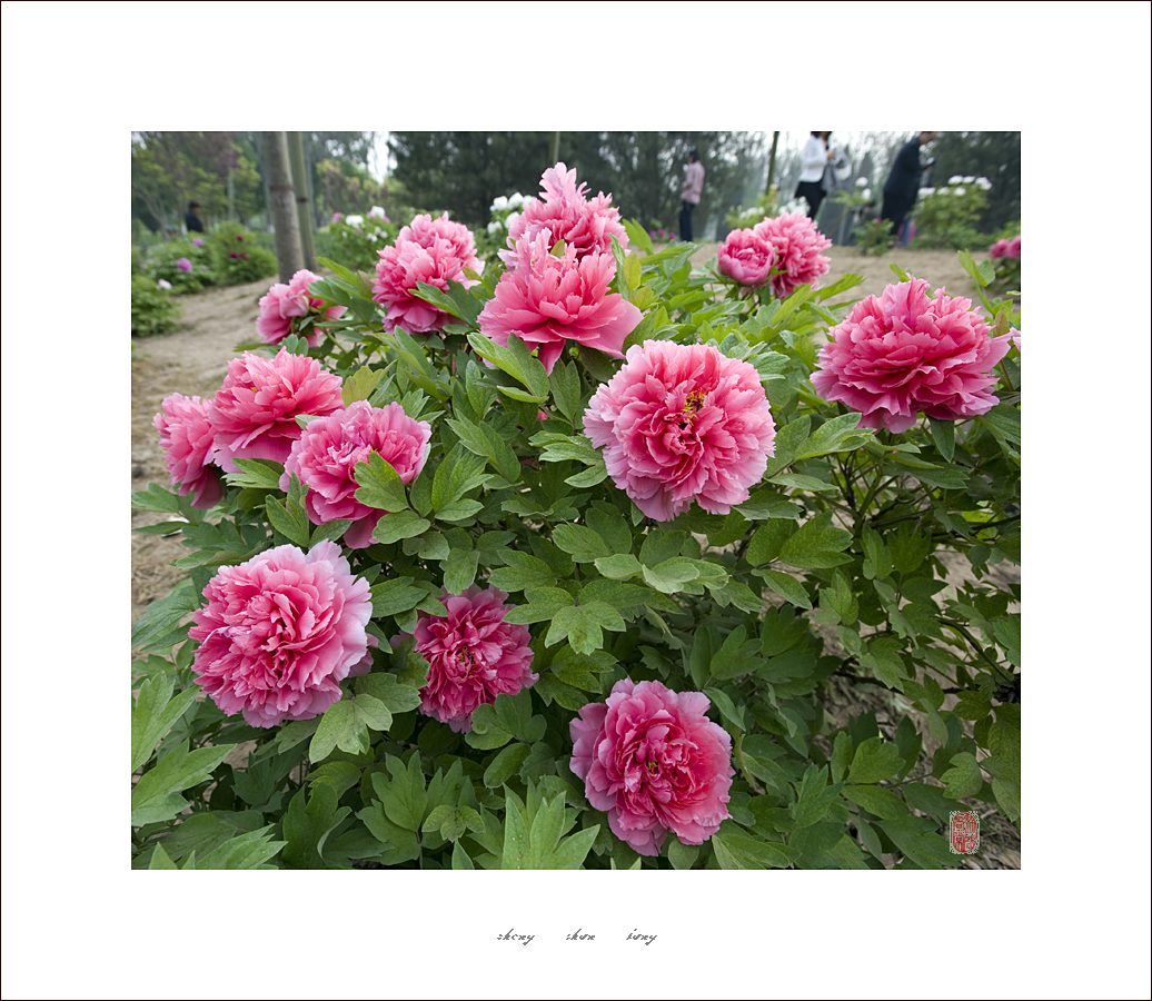 梅兰竹菊花卉帖