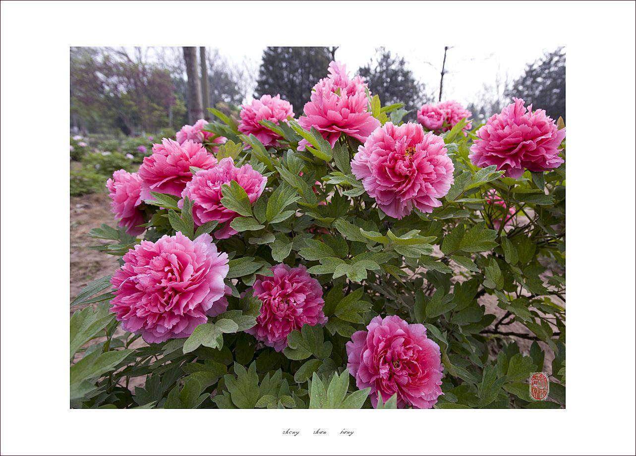 梅兰竹菊花卉帖