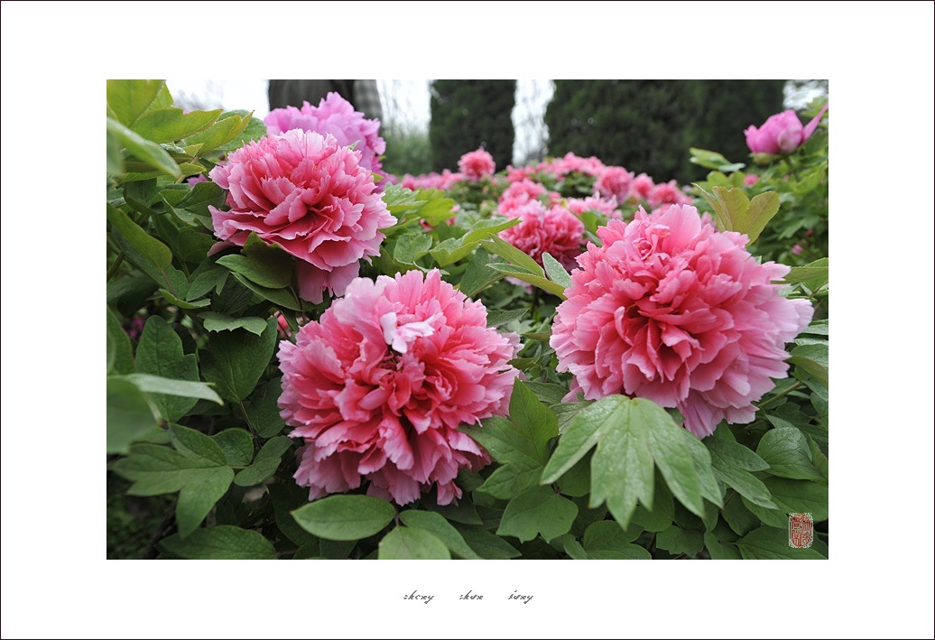 梅兰竹菊花卉帖