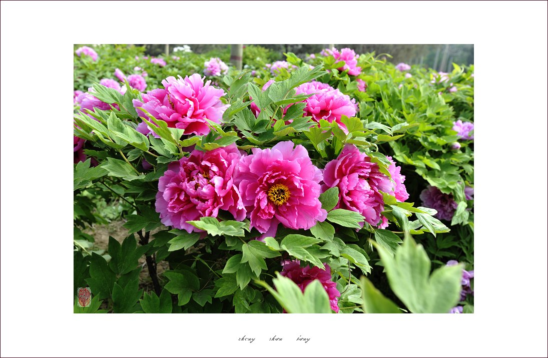 梅兰竹菊花卉帖