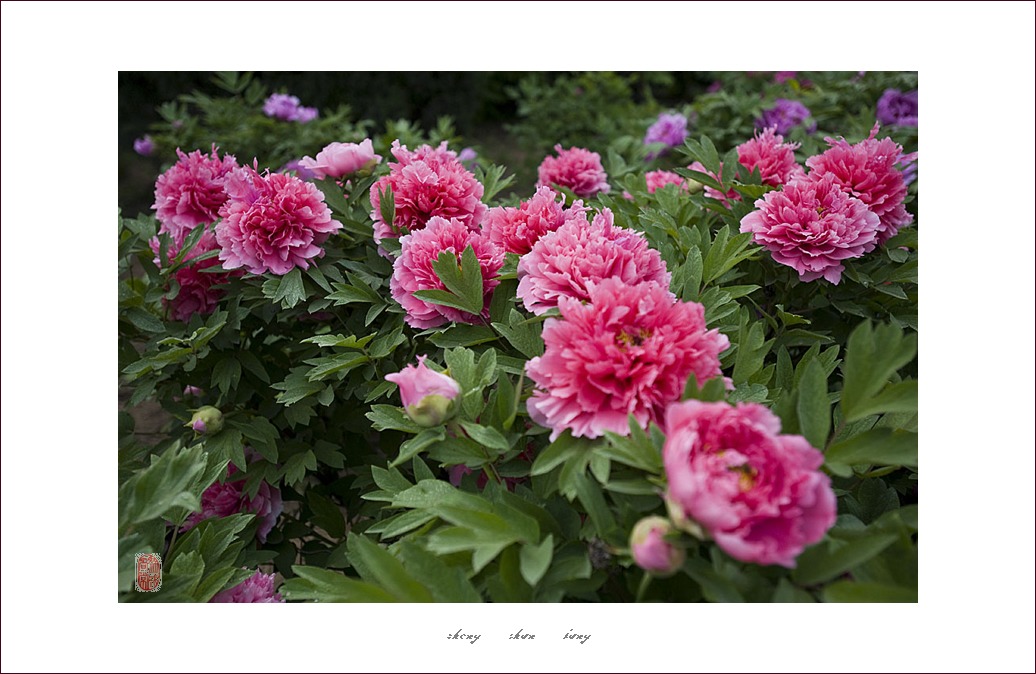 梅兰竹菊花卉帖