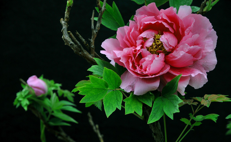 花开花落又戚城