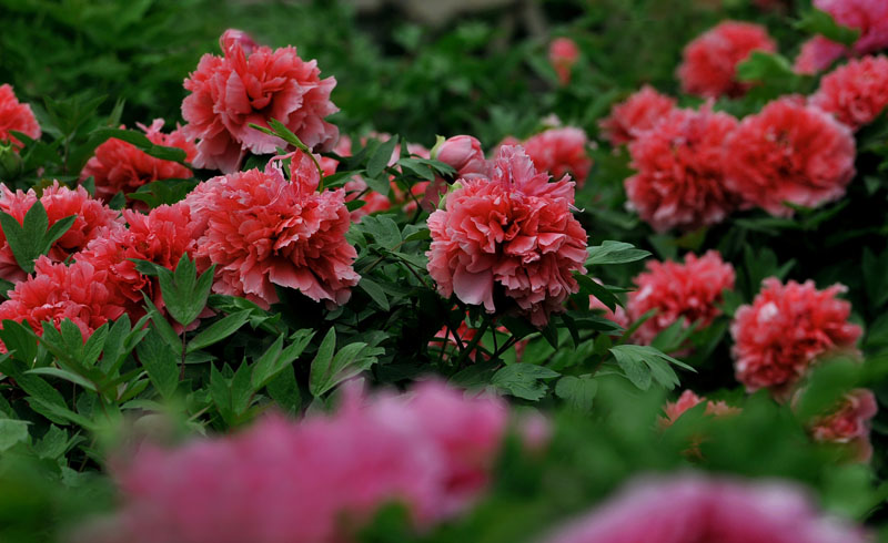 花开花落又戚城
