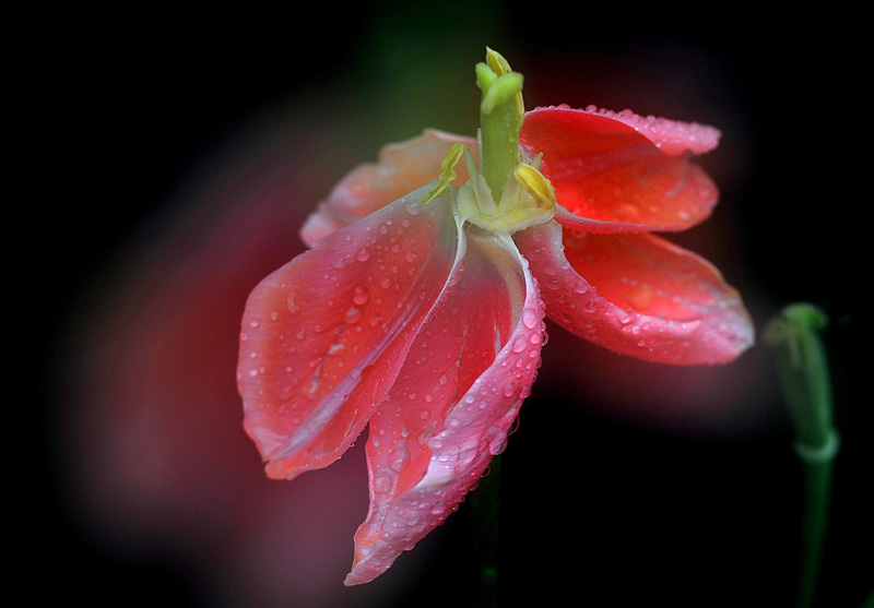 花开花落又戚城