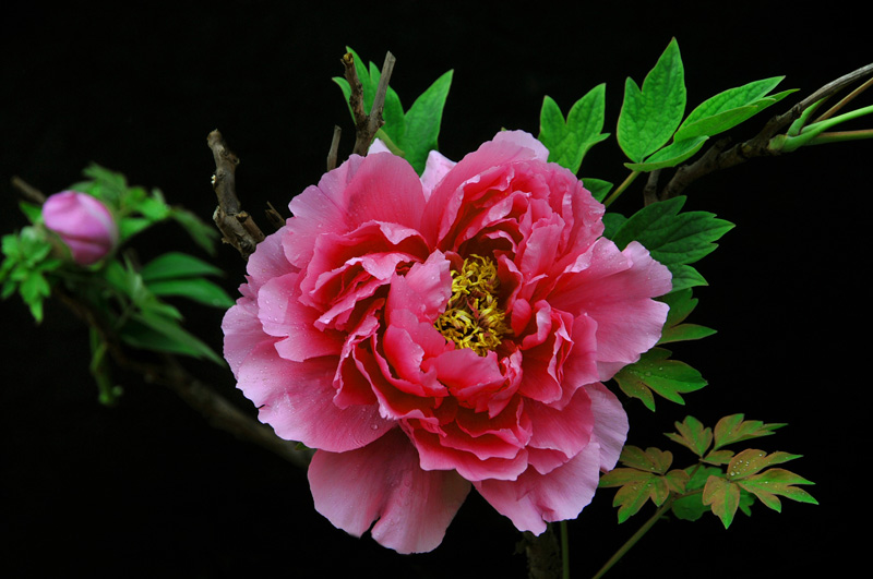 花开花落又戚城