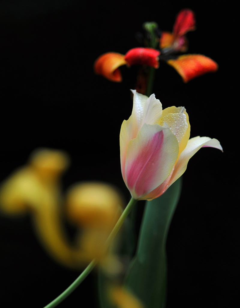 花开花落又戚城