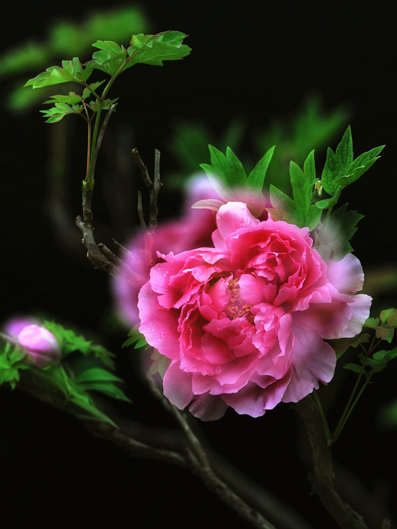 花开花落又戚城