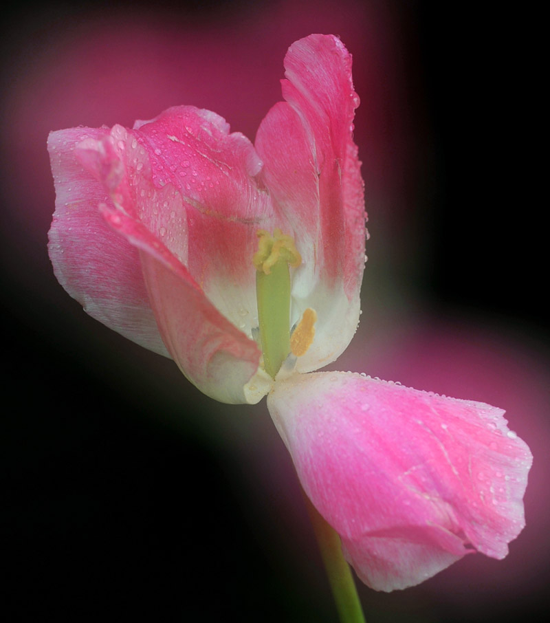 花开花落又戚城