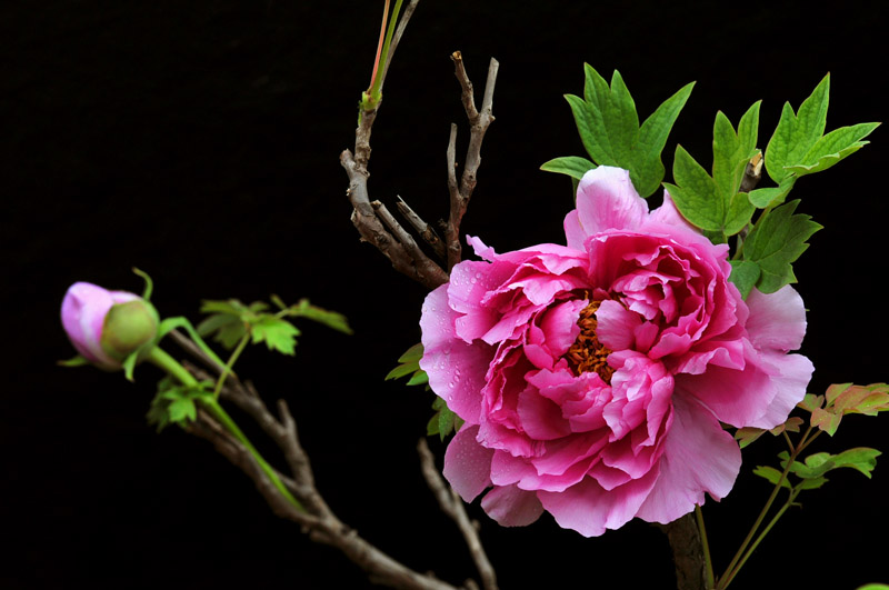 花开花落又戚城